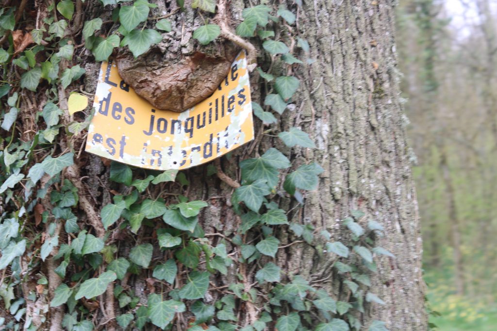 ballade jonquilles blog thereseandthekids famille vaud
