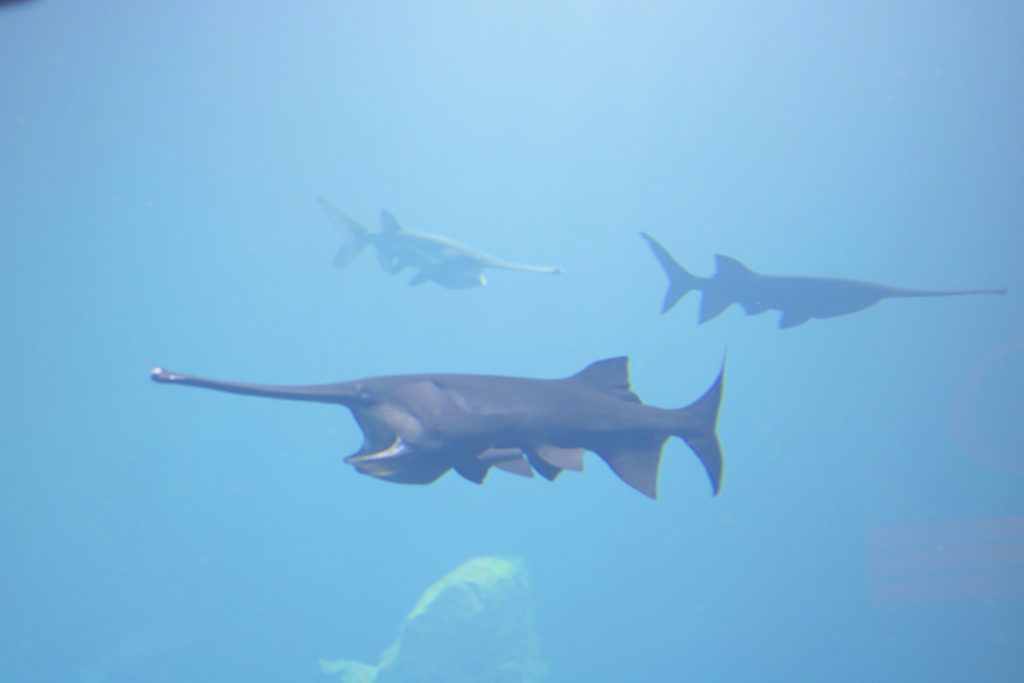 aquarium aquatis eau douce suisse blog thereseandthekids sortie famille